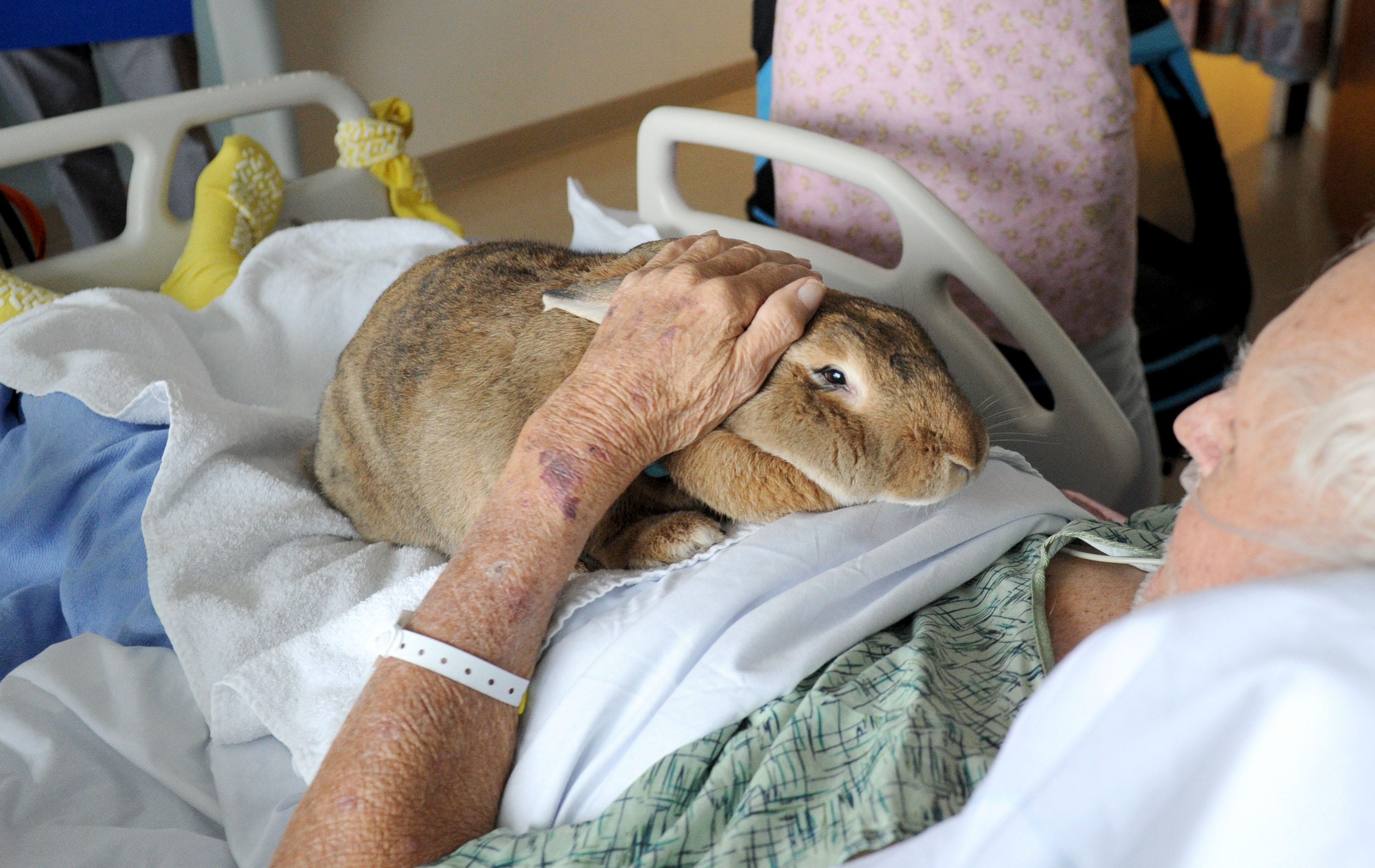 rabbit therapy animal